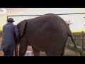 Baby Elephant Khanyisa Escapes the Homestead to Visit Her Old Orphanage!