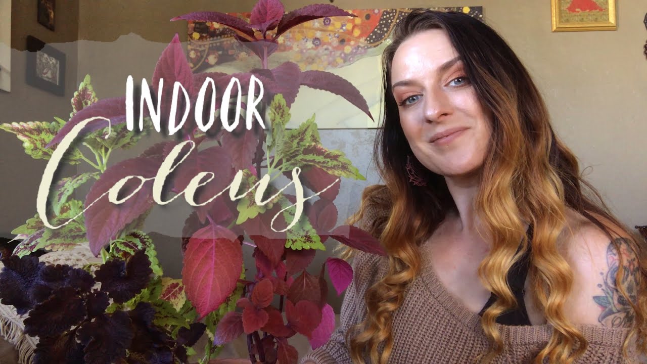 Indoor Coleus - Care, Pruning, & Overwintering