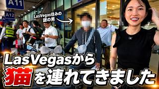 【フィリピン移住】Las Vegasからフィリピンに猫を運ぶのに2年かかったけど無事に到着したら感情が爆発しました