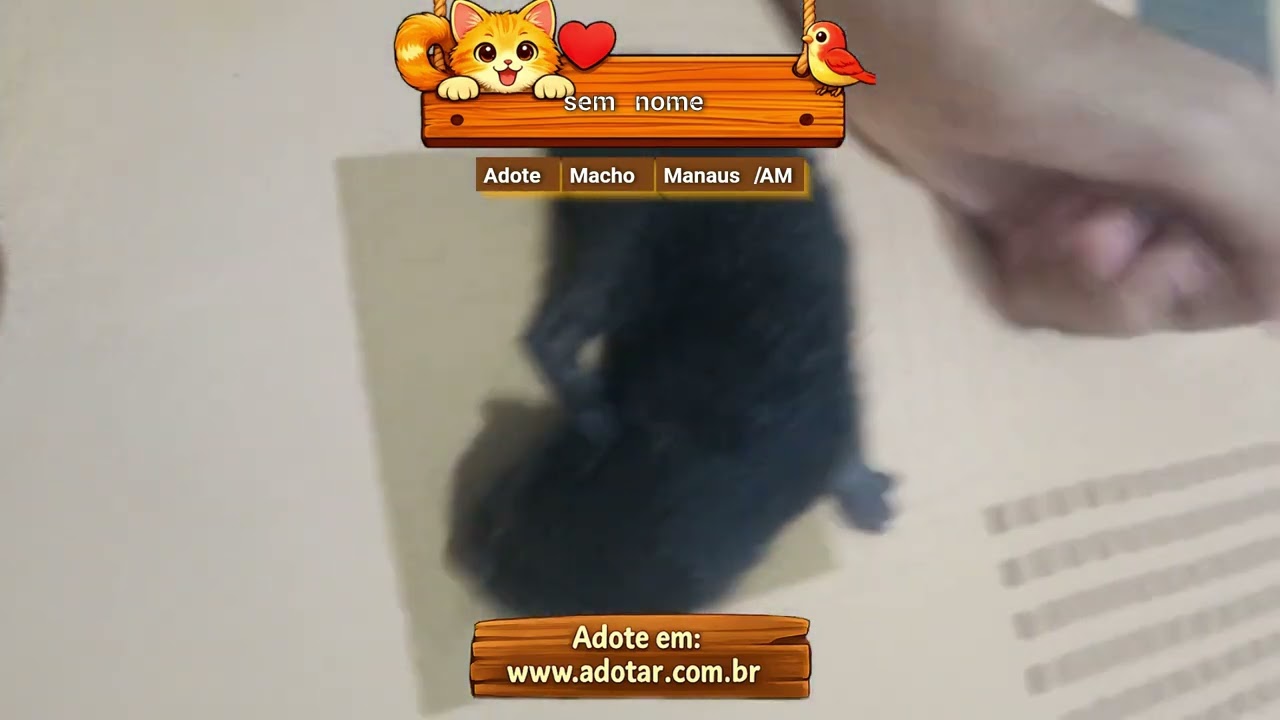 Gato raça SRD-ViraLata idade Abaixo de 2 meses nome sem nome 