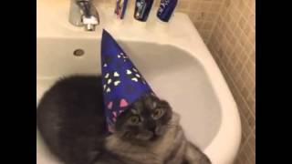 Cover art for Wizard Cat