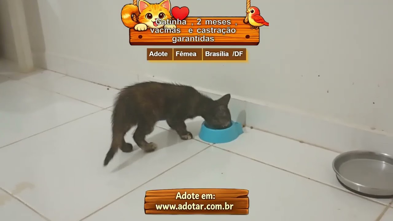 Gato raça SRD-ViraLata idade Abaixo de 2 meses nome Gatinha, 2 meses, vacinas e castração garantidas