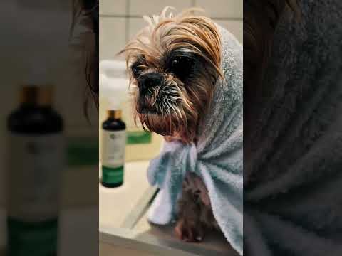 Shampoo para Cães Sensíveis Bicho Zen 300ml