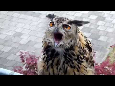 Oehoe gefilmd door Harderwiek. nl