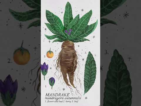 Alraune - eine magische Heilpflanze