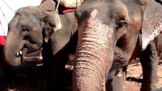 preview picture of video 'Elephant feeding tati and michi'