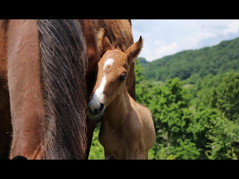 Build a Horse Therapy Centre for Disabled Children