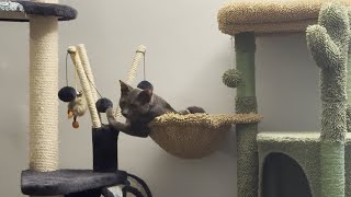 The Best Fluffy Ball for Kittens to Play