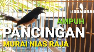 Download lagu Pancingan Murai Nias Raja Ekor Hitam Prestasi Bikin Emosi, Gacor & Bongkar Isian mp3