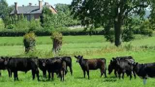 Annie's Tea Garden, Godney near Glastonbury Somerset 2006