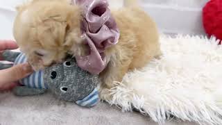 ハーフ犬の動画01