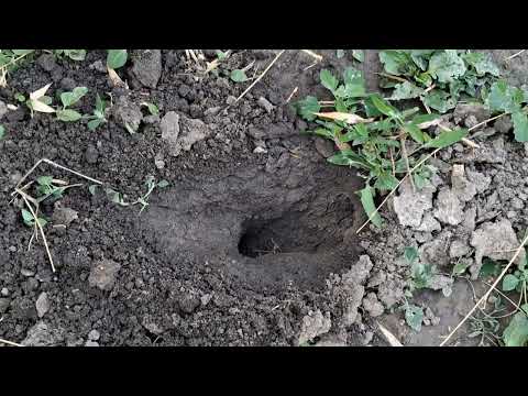 Mi csinál ilyen túrást és járatot a kertben? Megfogtam a lakóját.