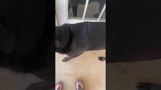 Video preview image #1 Shepradors Puppy For Sale in Decatur, GA, USA
