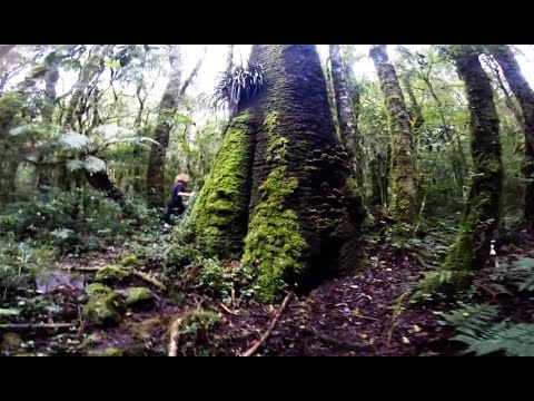 TJ UFSC 08/12/16 - Vestibular UFSC 2017 / Relembre: Pinheiro Gigante