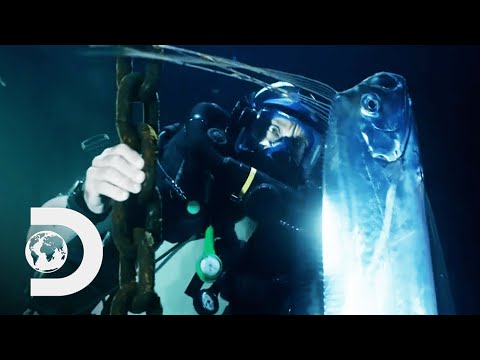 ジェレミー・ウェイドは、モンスターのような海蛇の伝説の背後にある魚を見つける｜リバーモンスターズ (Jeremy Wade Finds The Fish Behind Legends Of Monstrous Sea Serpents | River Monsters)