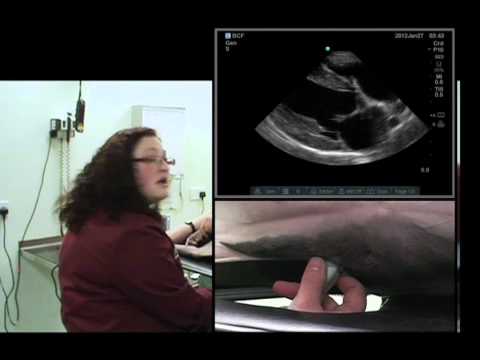 IMV imaging cardiac ultrasound video 4 - Right parasternal long axis 4 chamber view