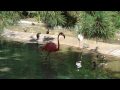 San Diego Zoo 19 Flamingo