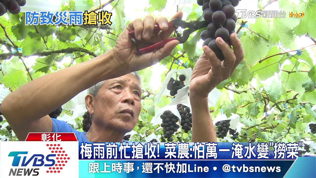 梅雨前忙搶收！　菜農：怕萬一淹水變「撈菜」