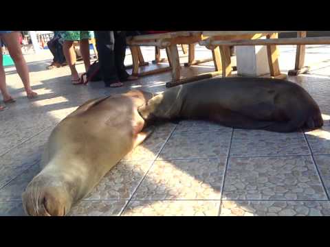 Mother- sea lion is feeding its baby. Very cute^-^ Video