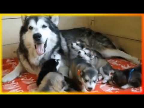 Смешные домашние животные (Funny Pets)