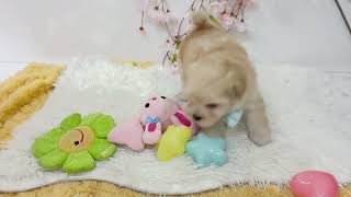 ハーフ犬の動画01