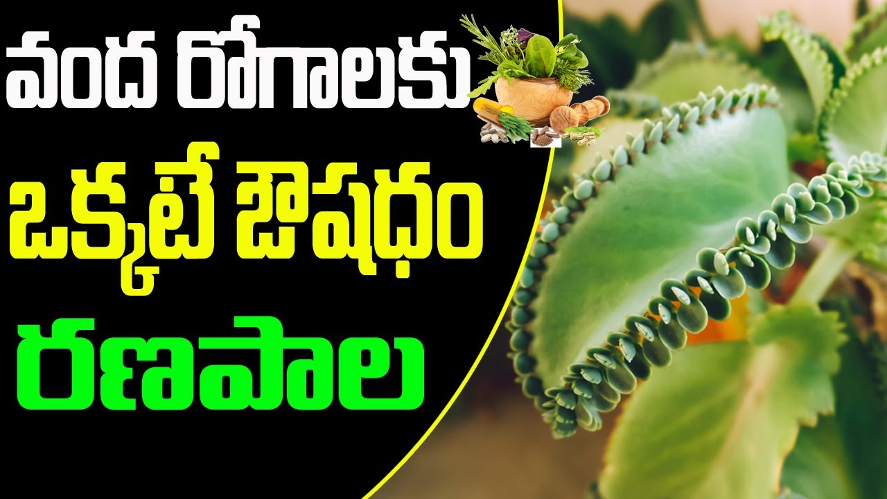 వంద రోగాలకు ఒక్కటే ఔషధం - రణపాల || RANAPALA Plant uses in Telugu || Medicinal benefits of Ranapala