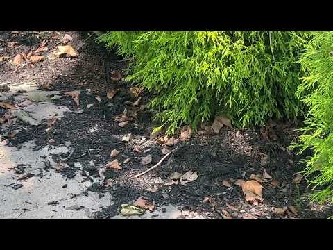 Yellow Jackets Hiding in the Mulch in Martinsville, NJ