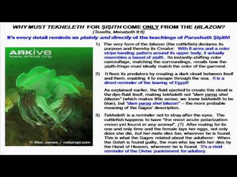 Radziner Vs. Murex Tekheleth, The Truth!