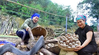 Harvesting Chicken Eggs Going To The Market Sell, I Panicked When I Saw a Snake | Lèng Thị Hương