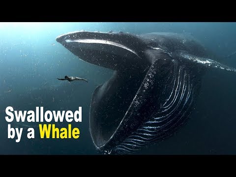 What to Do If You Are Swallowed by a Giant Whale?