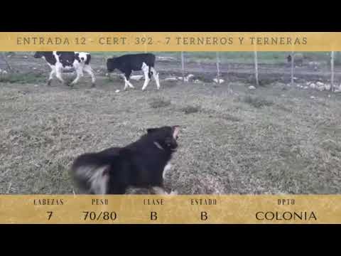 Lote 7 Terneros y Terneras 1AAxHO,  6HO 75kg -  en Molino Quemado