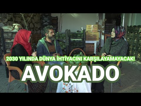 , title : '30 Avokado Ağacından Elde Edilen: 75 BİN TL! - Toprak Bacı'