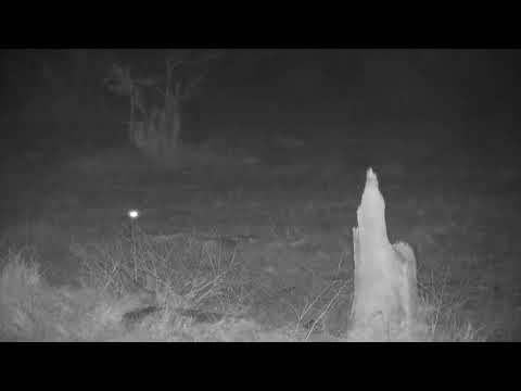 Djuma: Genet on the prowl in the rain - 04:26 - 09/17/21