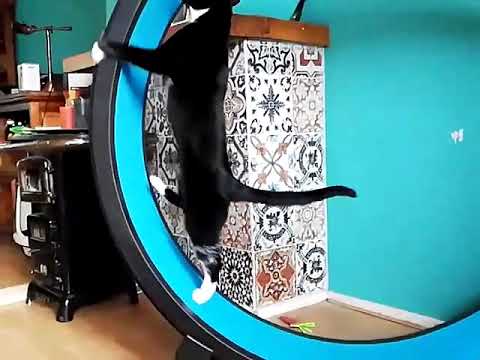 Slowmotion Cat wheel running