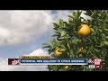 Potential new solution to citrus greening