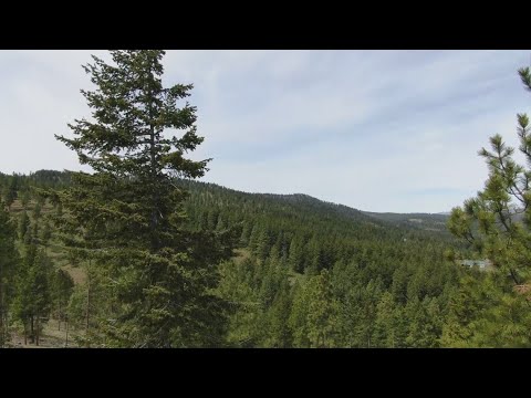 Drone video: Impact of stressors on eastern Washington forests