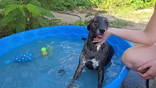 Video preview image #1 Labrador Retriever-Unknown Mix Puppy For Sale in Jackson, MS, USA