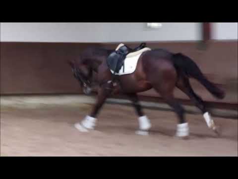 3j Fusionist x Del Piero (Donnerhall)