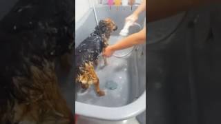 Sesión de higiene dental y baño EN DIRECTO!! (1)