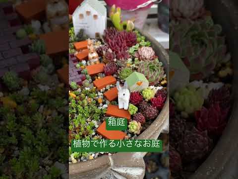 屋外の多肉植物: 庭に美しい多肉植物を植えるにはどうすればよいですか?  庭園