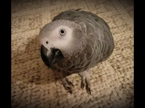 SuNdAy FuNdAy at The Sharyn Zoo 💖 FUNNY ANIMAL VIDEO