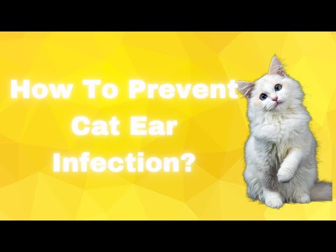 Symptoms of Cat Ear Infection and How To Prevent It? 🐱🐾