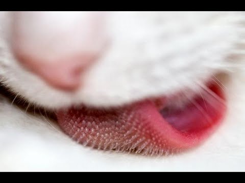 なぜ猫の舌はザラザラしているのでしょうか?