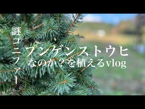 園芸 コロラドスプルース、ブルーモミ、ブルースプルース