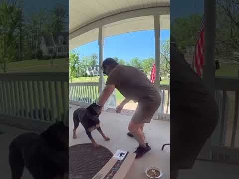 Dog becomes friends with the UPS delivery guy! 🤩❤️  -  🎥 Viralhog