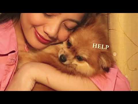 TIPS MEMILIH ANJING YANG TEPAT UNTUK DIPELIHARA: WHY POM??