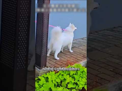 โมเมนต์ที่พิสูจน์ว่า หมาไม่มีวันลืมเจ้าของ 🦮❤️