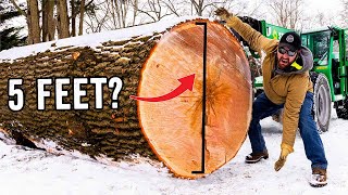 We RESCUE A Huge Log and Have A Big Problem!