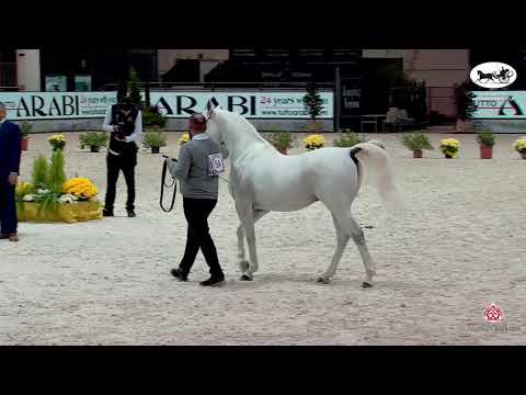 N 54 HANAYA HABIB EL EZZ   VERONA 2021 International Cup   Stallions 4 6 Years Old Class 9