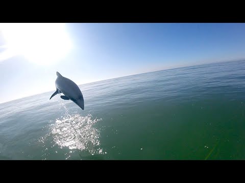 Big Dolphin Jump while paddling a surf ski 4k version